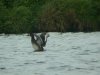 Scaup at Paglesham Lagoon (Steve Arlow) (87158 bytes) Scaup at Paglesham Lagoon (Steve Arlow) (87158 bytes)